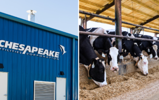 Chesapeake Utilities Corporation facility and Full Circle Dairy cows